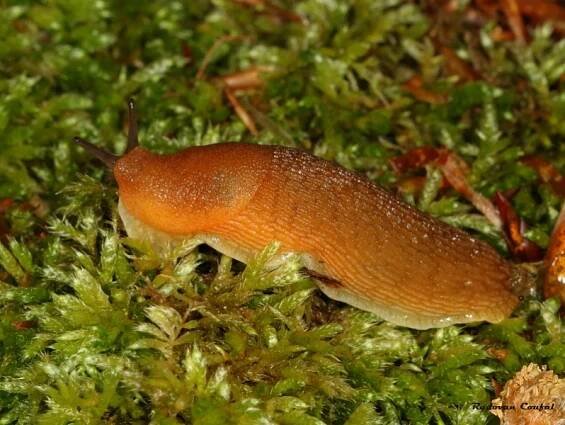 Arion fuscus - plzák hnědý | Arionidae - plzákovití | Natura Bohemica