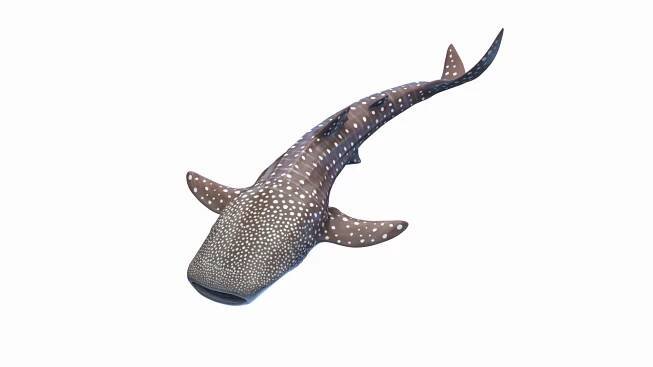 Whale Shark Animated 3D model https://p.turbosquid.com/ts-thumb/ZN/PejdiE/S5/whale_shark_animated_poses_0001/jpg/1699703861/1920x1080/fit_q87/82633f1b40286c555c2866e6ff8497587fc3454b/whale_shark_animated_poses_0001.jpg