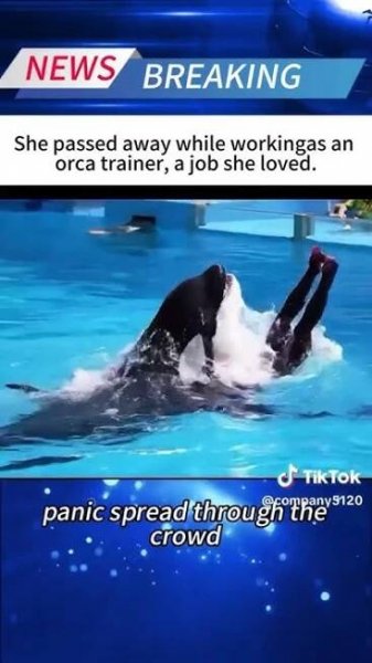 #jessica#orca#attack#shark