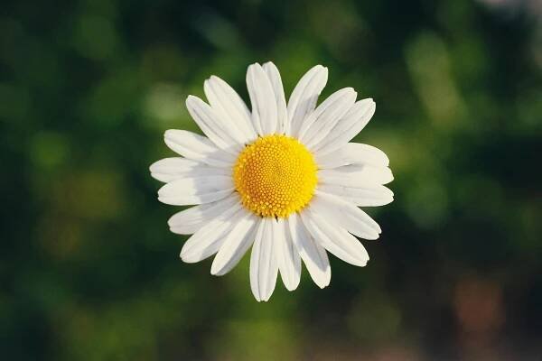 Základová fotografie na téma bílá, botanický, čerstvý, čistota, denní světlo, detail, flóra, heřmánek, izolovaný, jaro