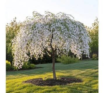 Sakura převislá (Prunus ‘Snow Fountains’) je okrasná, převislá třešeň s jemnými, čistě bílými květy, které hustě pokrývají větve v časném jaře.