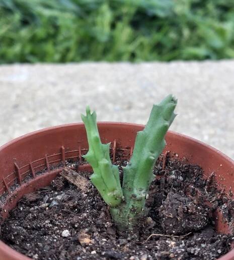 Cuttings - annacactus