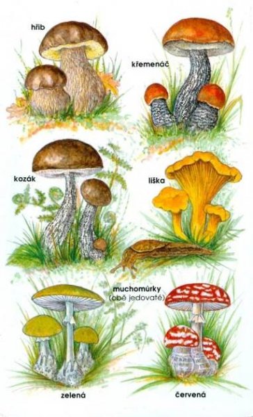 the different types of mushrooms are shown in this drawing