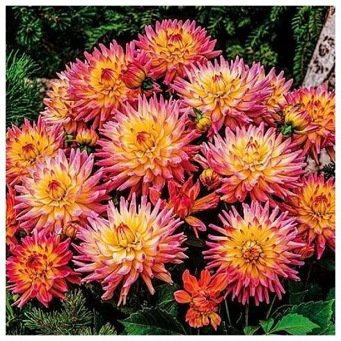 Jiřinka Melody Gipsy - Dahlia - prodej cibulovin - 1 ks