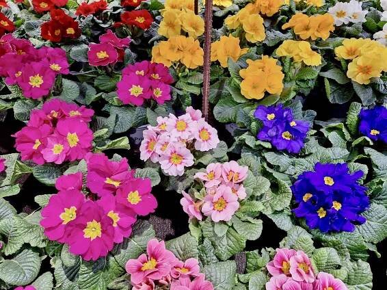 FLOREUM | Zahradní centrum Litomyšl, prodej okrasných rostlin, skalničky, azalky