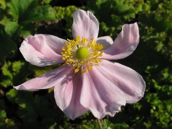 Anemone hupehensis " Crispa " - sasanka Zahradnictví Krulichovi - zahradnictví, květinářství, trvalky, skalničky, bylinky