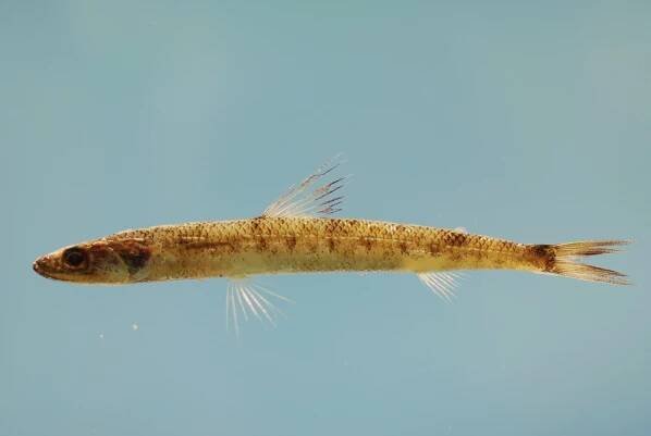 Smallscale lizardfish