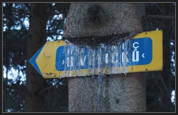 u Veličků