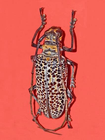 Rosenbergia