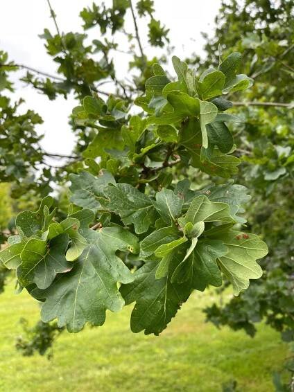 Quercus robur 'Cristata'