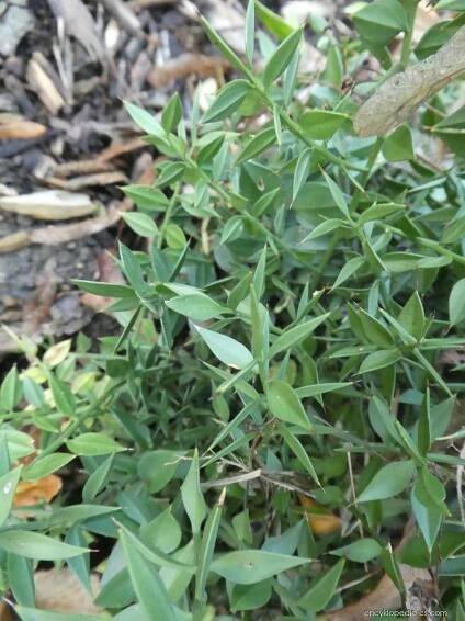 Listnatec ostnitý (Ruscus aculeatus)