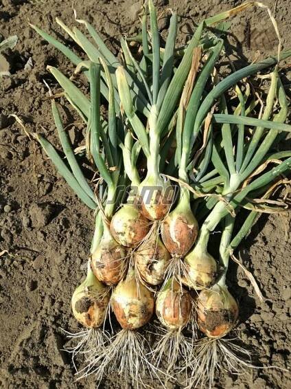 PROFI, Zelenina TAKII - Cibule kuchyňská Galatea F1, p0573