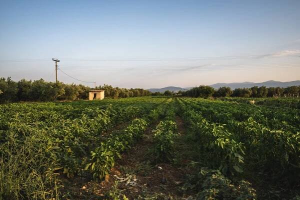 Pepper field