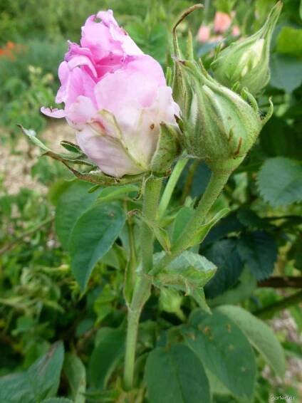 Rosa Marie Louise - růže
