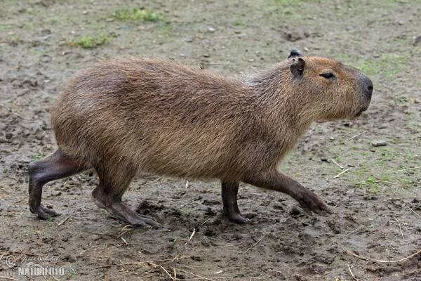 Kapybara | Naturfoto.cz