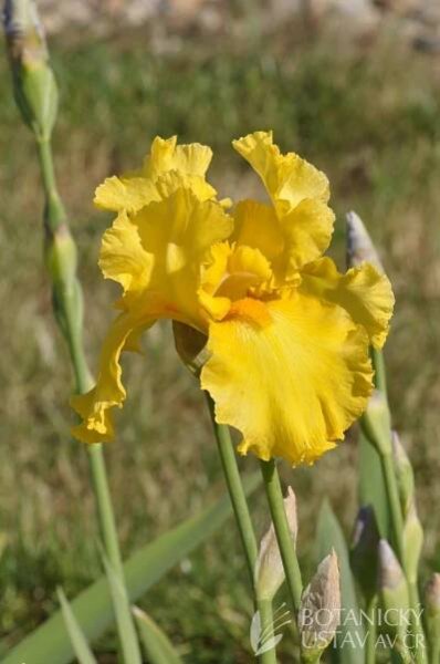 Iris barbata elatior Temple Gold (66) | HORTIFOTO | Autoři | iBotky.cz