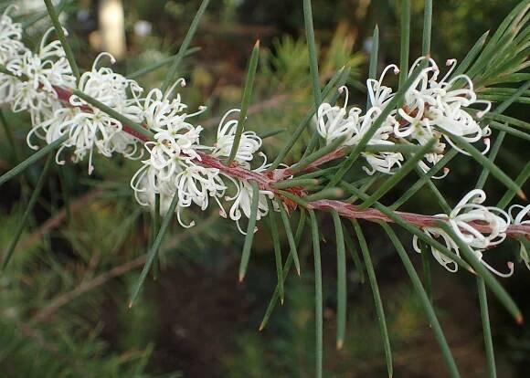 Hakea sericea