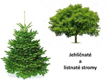 Jehličnaté a listnaté stromy