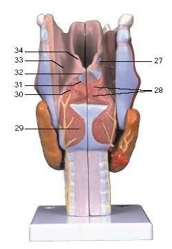 Model lidského hrtanu - 7 částí - larynx - modely lidské dýchací soustavy