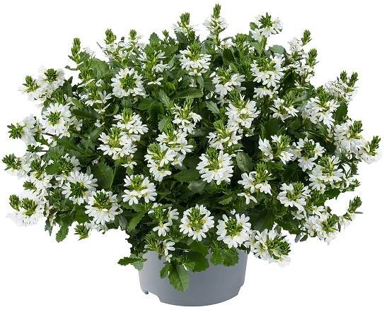 Scaevola Aemula Fancy White