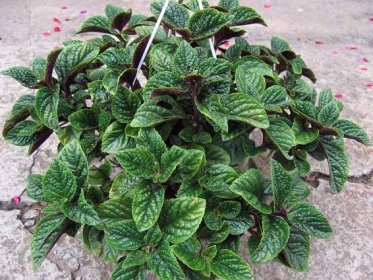 Plectranthus: vlastnosti pěstování oblíbené okrasné rostliny