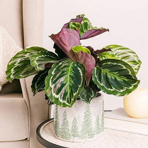 Calathea Medallion - Svěží zeleň picture 5
