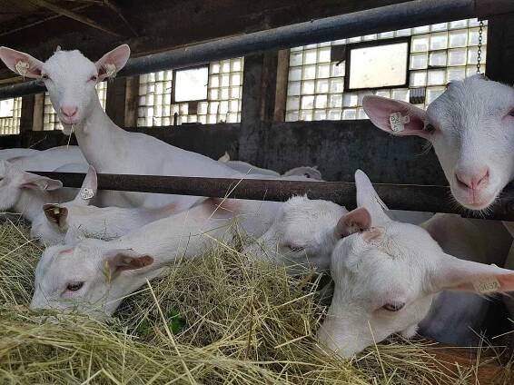 Tradiční Svatováclavská dražba beranů a farmářské trhy na Kozí farmě Pěnčín lákají díky doprovodnému programu množství lidí.