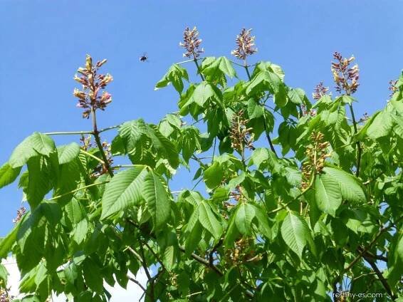 Jírovec Dupontův - větve s květy (Aesculus x dupontii var hessei)