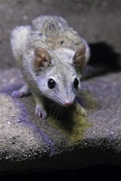 Lidé adoptují z brněnské zoo hlavně vlky a surikaty. Nejdražší je lev