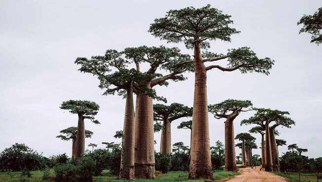 Madagascar, Madagascar welcomes a new era