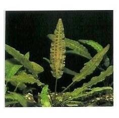 Cryptocoryne affinis - Kryptokoryna červená - Akvakus vše o rybkách, krevetkách a miniakváriích
