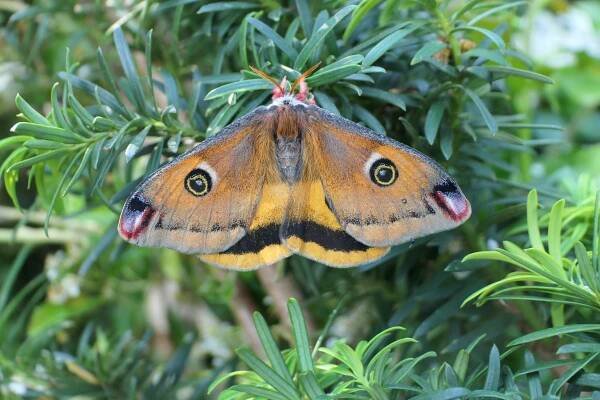 Calosaturnia walterorum — “Walter’s Silkmoth” | Welcome, visitor!