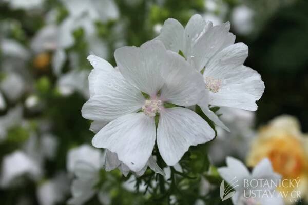 Malva moschata 'Alba' - sléz pižmový | Lukáš Hrdinka | Autoři | iBotky.cz