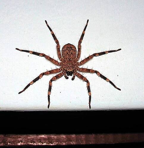 Selenops radiatus - Wikipedia