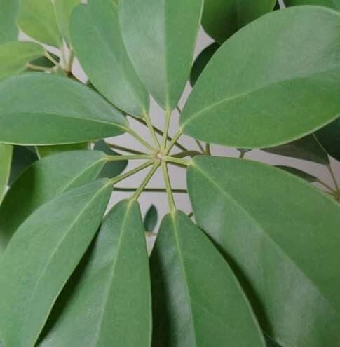 Schefflera pěstování (šeflera pěstování)