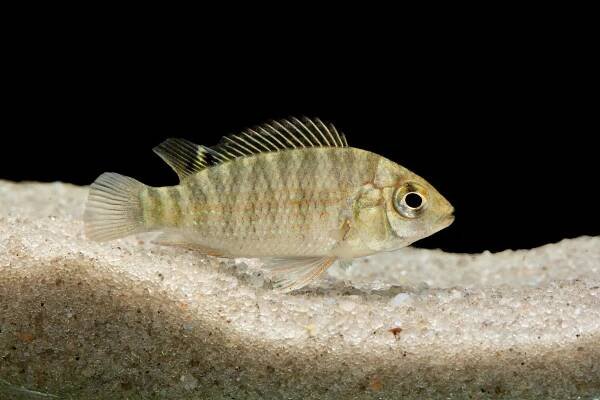 a tilapia.