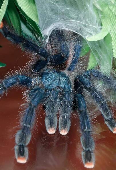Pinktoe Tarantula (Avicularia avicularia) - Tarantula Friendly