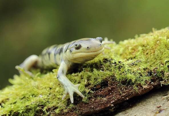 Axolotl páskovaný (Ambystoma mavortium) – Miroslav Hlavko / Shutterstock