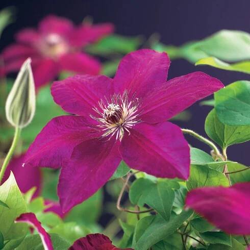 Clematis Westerplatte_1