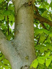 Jírovec maďal - Aesculus hippocastanum, kůra, borka