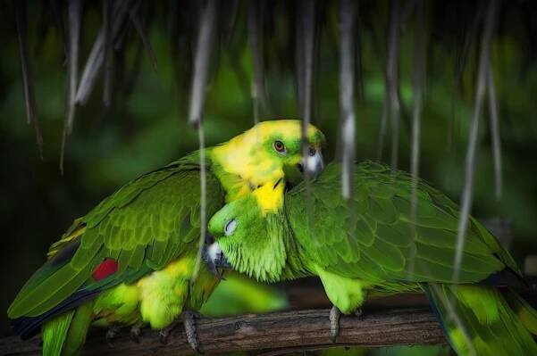 Фото: LeFarouche