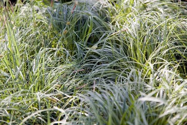 Ostrica japonská Carex morrowii Silver Sceptre