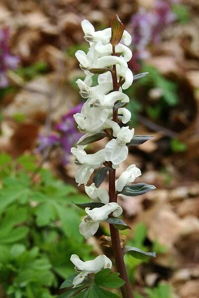 Dymnivka dutá (Corydalis cava)