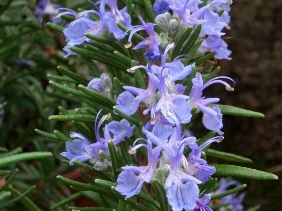 Rosmarinus officinalis " Corsican Blue " - rozmarýn Zahradnictví Krulichovi - zahradnictví, květinářství, trvalky, skalničky