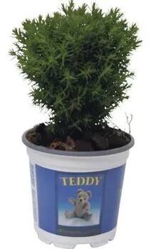 Květináč Túje/zerav západní FloraSelf Thuja occidentalis 'Teddy' 5-10 cm květináč Ø 10 cm