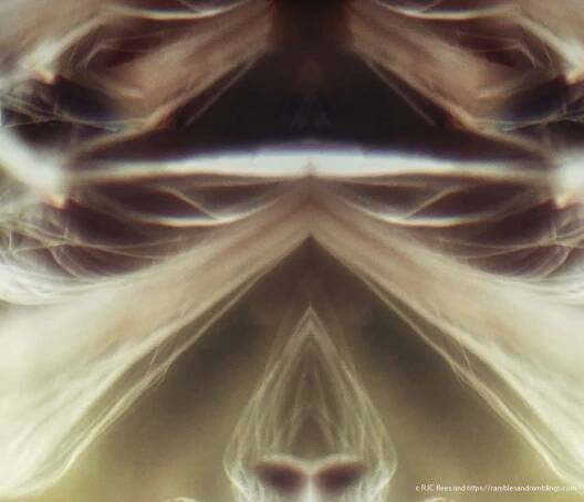 Parallel universe in a seed head 2
