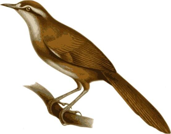 Shakespeare Quotes About Birds 2