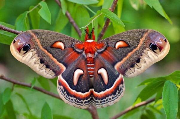 Nature Photography Tips