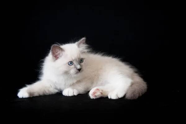 Rozkošný bílý ragdoll kotě na černém pozadí — Stock obrázek