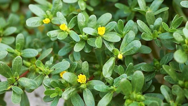 Šrucha zelná (Portulaca oleracea) neboli portulák, někde se jí taky říká kuří noha:  mezi listy se od července do října objevují drobné žluté kvítky.